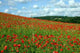 Poppy Field and Clouds Wall Decal