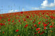 Poppy Field Against the Sky Wall Decal