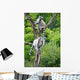 Cute Lemurs Wall Mural