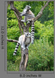 Cute Lemurs Wall Mural