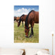 Herd Horses