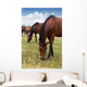 Herd Horses