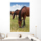 Herd Horses