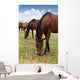 Herd Horses
