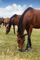 Herd Horses