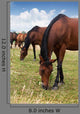 Herd Horses