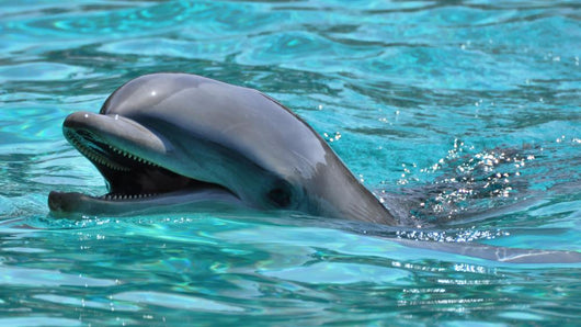 Lachender Delfin Wall Mural