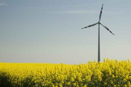 Wind Turbines and Rapeseed Wall Decal Design 1