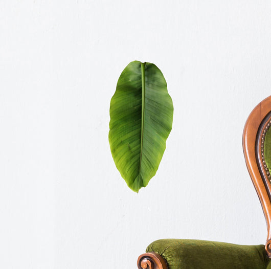 Banana leaf Wall Decal