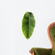 Banana leaf Wall Decal