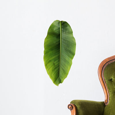 Banana Leaf Wall Decal shown on a wall