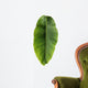 Banana leaf Wall Decal
