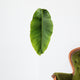 Banana leaf Wall Decal