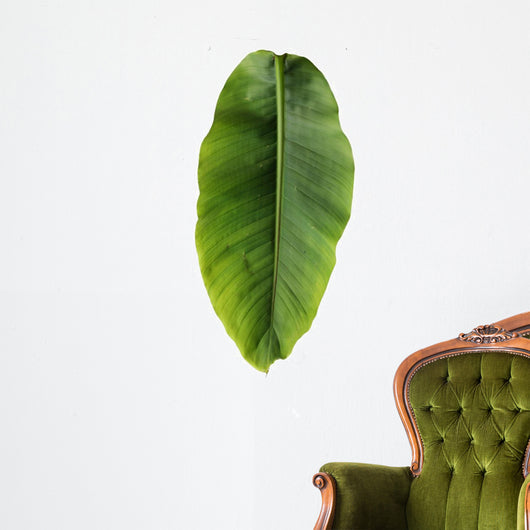 Banana leaf Wall Decal