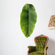 Banana leaf Wall Decal