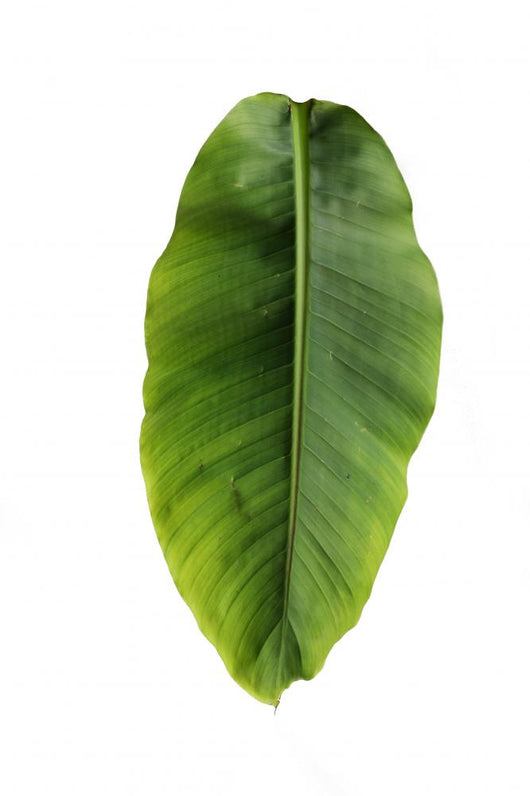 Banana leaf Wall Decal