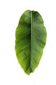 Banana leaf Wall Decal