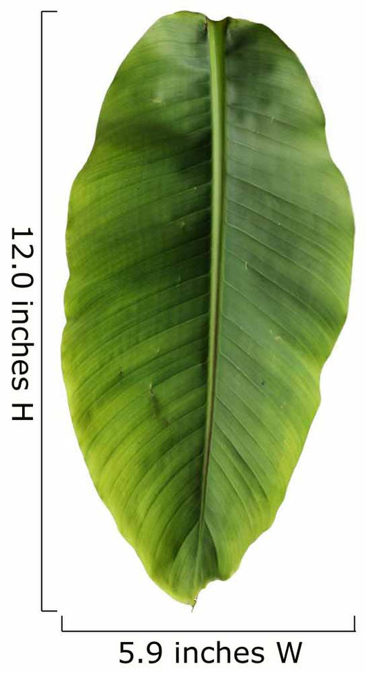 Banana leaf Wall Decal