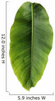Banana leaf Wall Decal