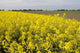 Rapeseed Field Wall Decal Design 1