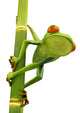 Tree Frog Bamboo Bole Wall Decal