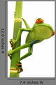 Tree Frog Bamboo Bole Wall Decal
