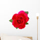 Single Red Rose
