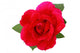 Single Red Rose