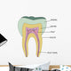 Molar Wall Mural