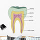 Molar Wall Mural