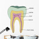 Molar Wall Mural