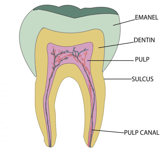 Molar Wall Mural