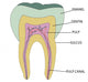 Molar Wall Mural