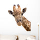 Giraffe Closeup Wall Decal