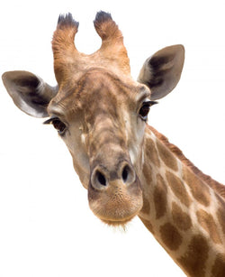 Giraffe Closeup Wall Decal
