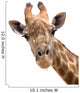 Giraffe Closeup Wall Decal