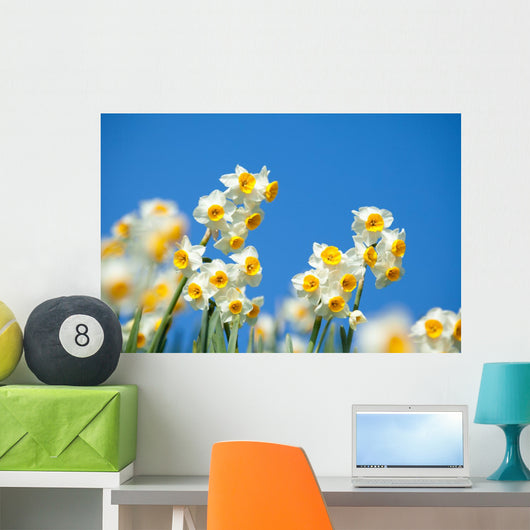 Narcissus