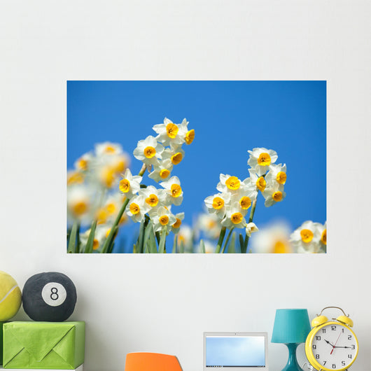 Narcissus