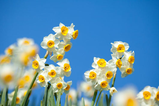 Narcissus