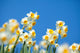 Narcissus
