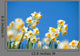 Narcissus