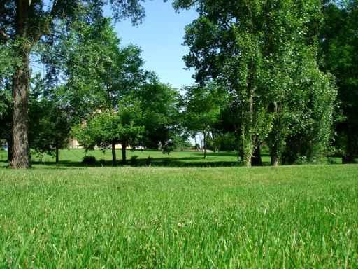 Green Grass Wall Decal