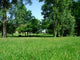 Green Grass Wall Decal