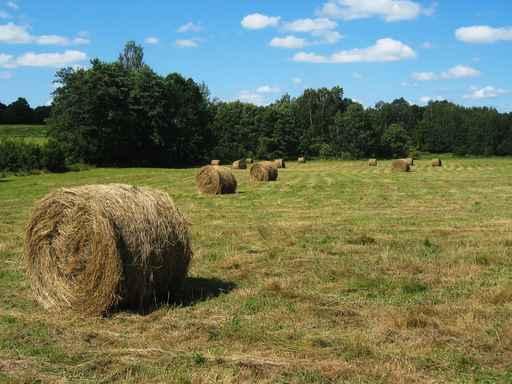 Hay Field Wall Decal