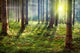 Forest Sunset