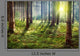 Forest Sunset