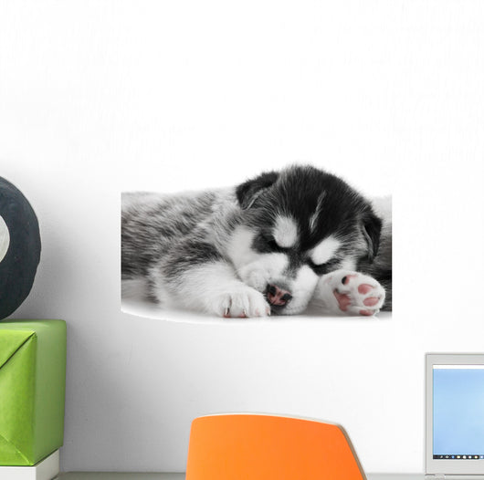 One Siberian Husky Puppy Wall Mural