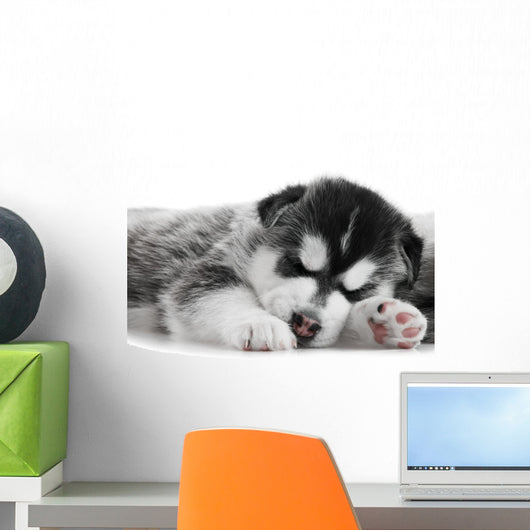 One Siberian Husky Puppy Wall Mural