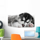 One Siberian Husky Puppy Wall Mural