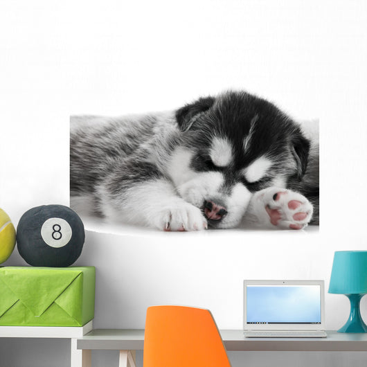 One Siberian Husky Puppy Wall Mural
